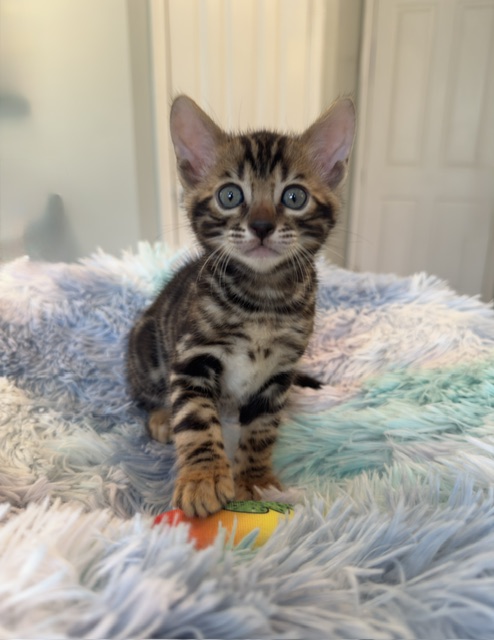 beautiful snow mink bengal kittens for sale in florida