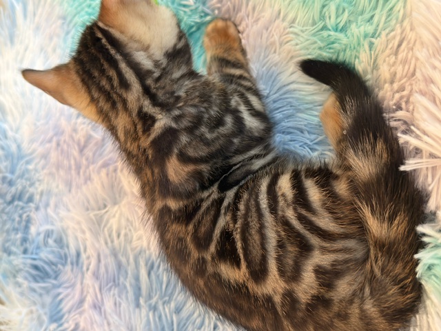 beautiful snow mink bengal kittens for sale in florida