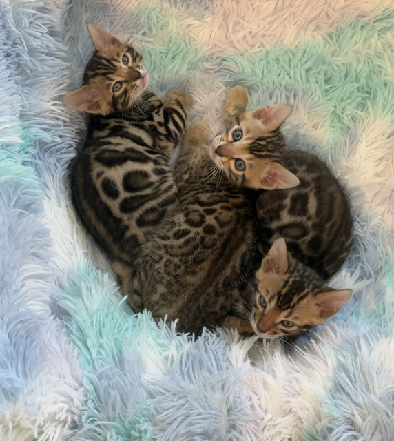 beautiful snow mink bengal kittens for sale in florida