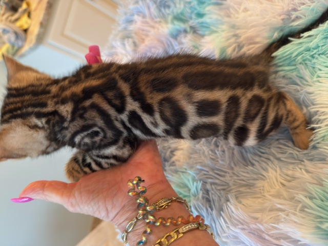 beautiful snow mink bengal kittens for sale in florida