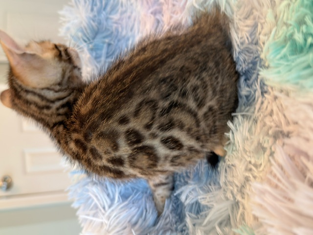 beautiful snow mink bengal kittens for sale in florida