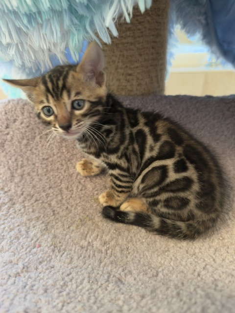 beautiful snow mink bengal kittens for sale in florida
