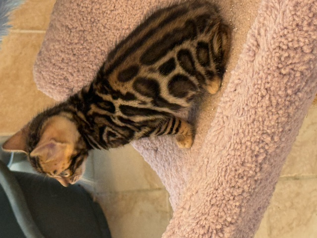 beautiful snow mink bengal kittens for sale in florida