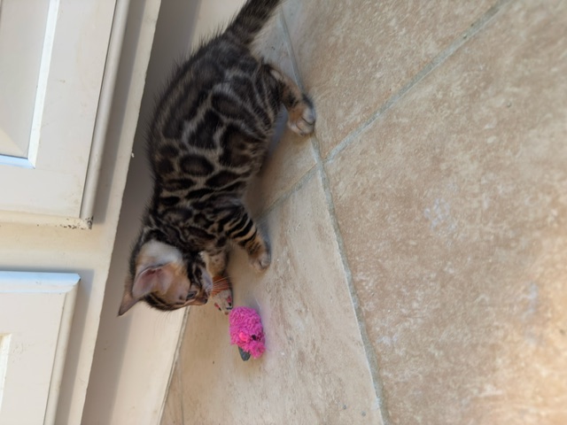 beautiful snow mink bengal kittens for sale in florida