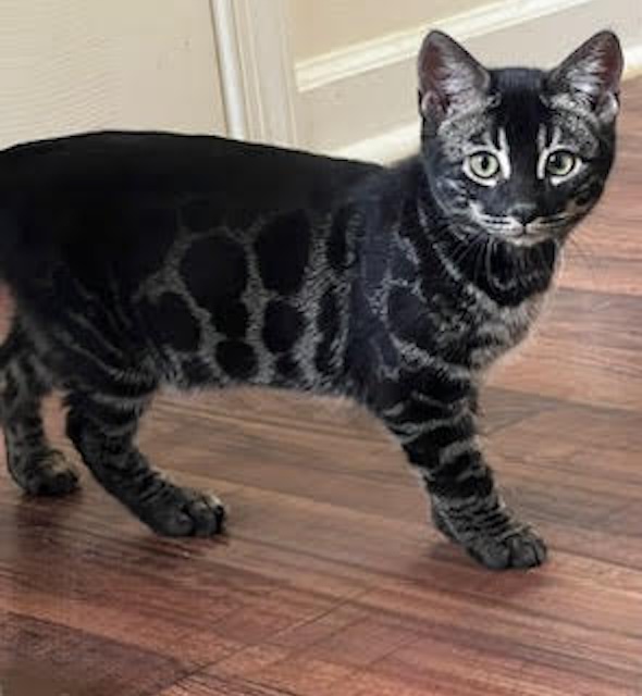 available charcoal snow bengal kittens for sale in Florida