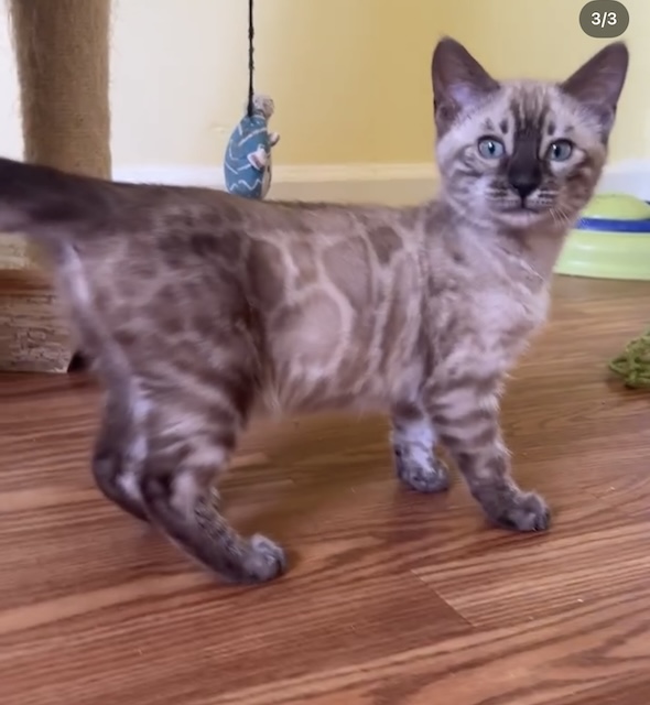 available charcoal bengal kittens for sale in Florida