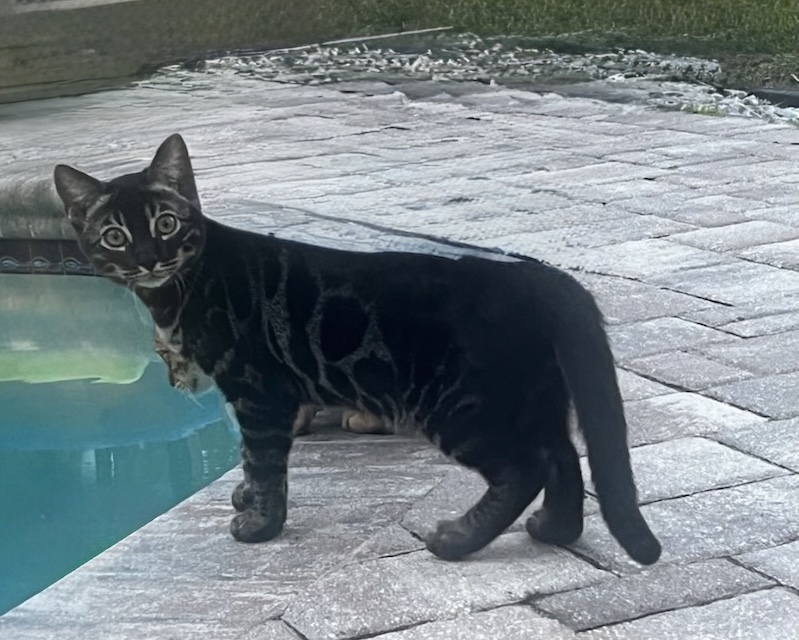 beautiful charcoal bengal kittens for sale in florida