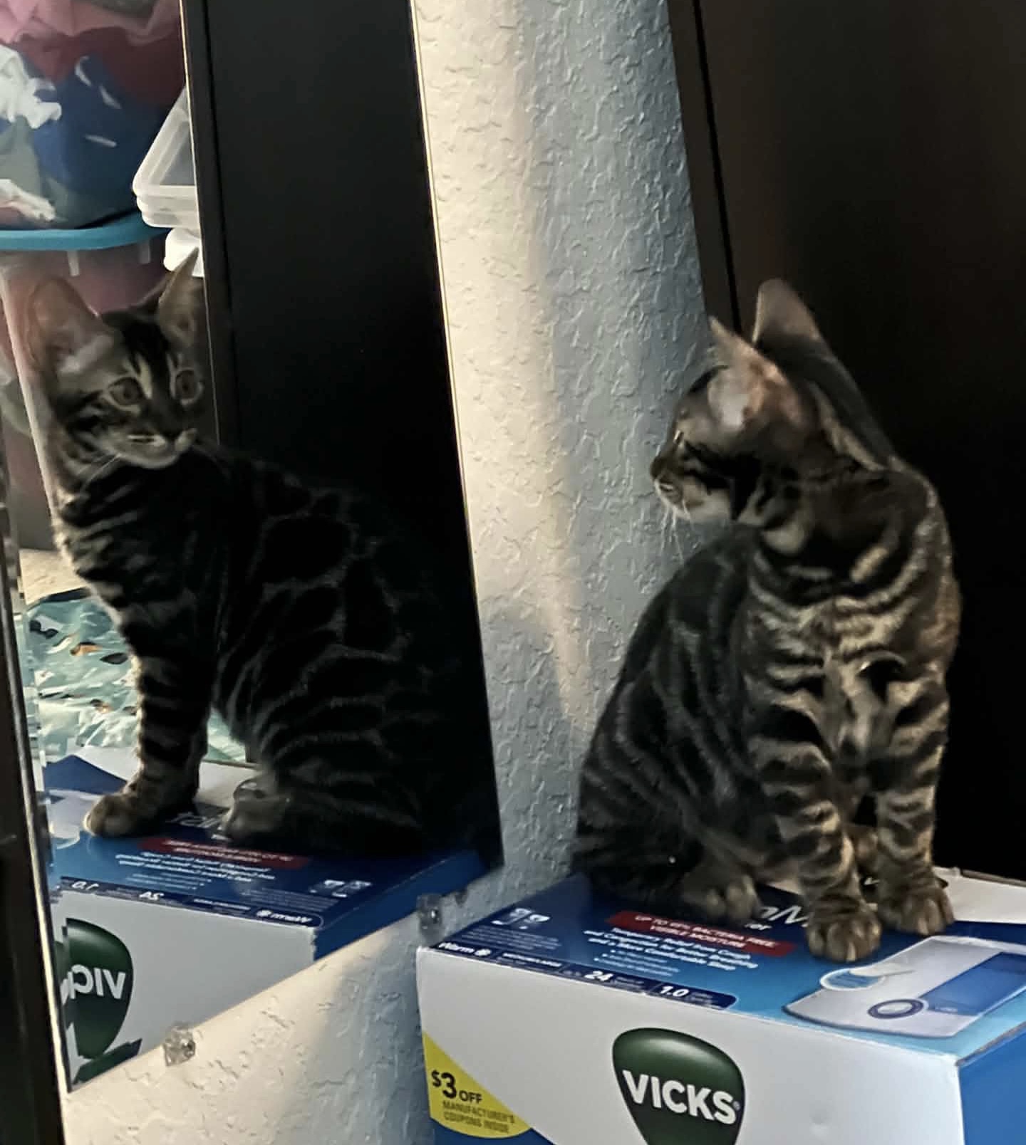 beautiful charcoal bengal kittens for sale in florida