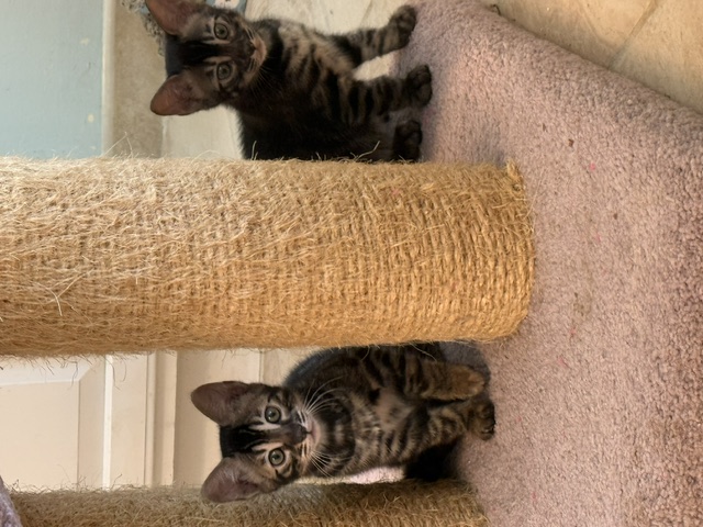 beautiful charcoal bengal kittens for sale in florida