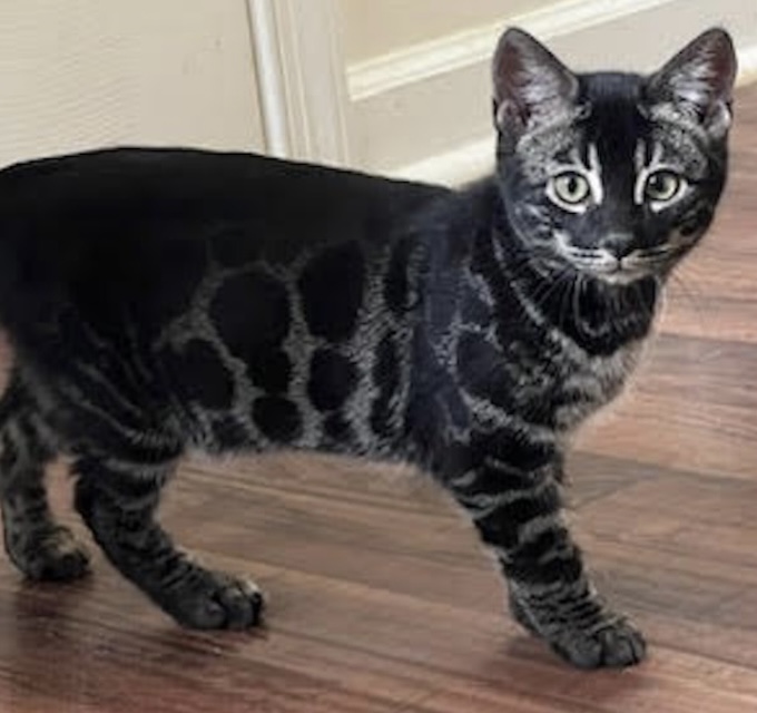 beautiful charcoal bengal kittens for sale in florida