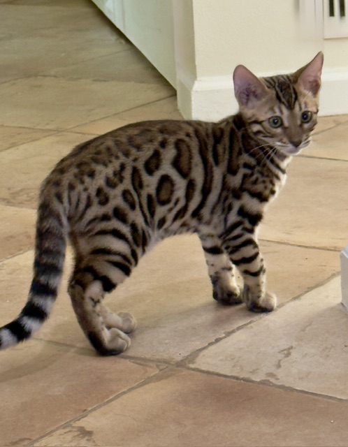 beautiful rosetted bengal kitten for sale in florida