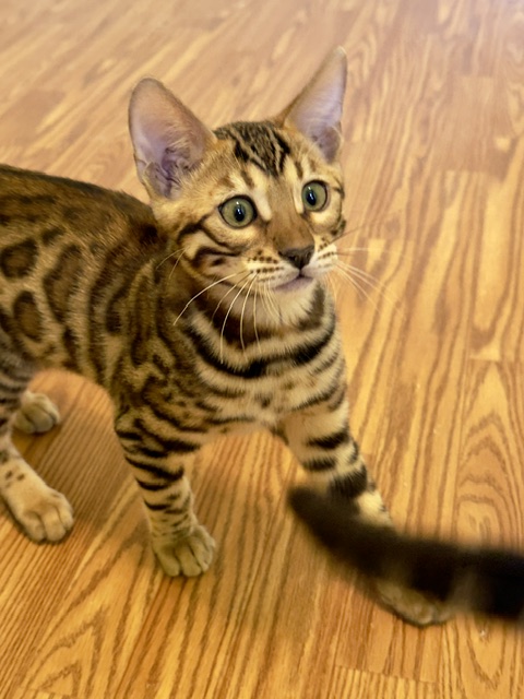 beautiful rosetted bengal kitten for sale in florida