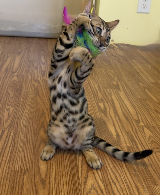 beautiful rosetted bengal kitten for sale in florida