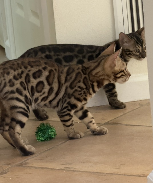 beautiful rosetted bengal kitten for sale in florida