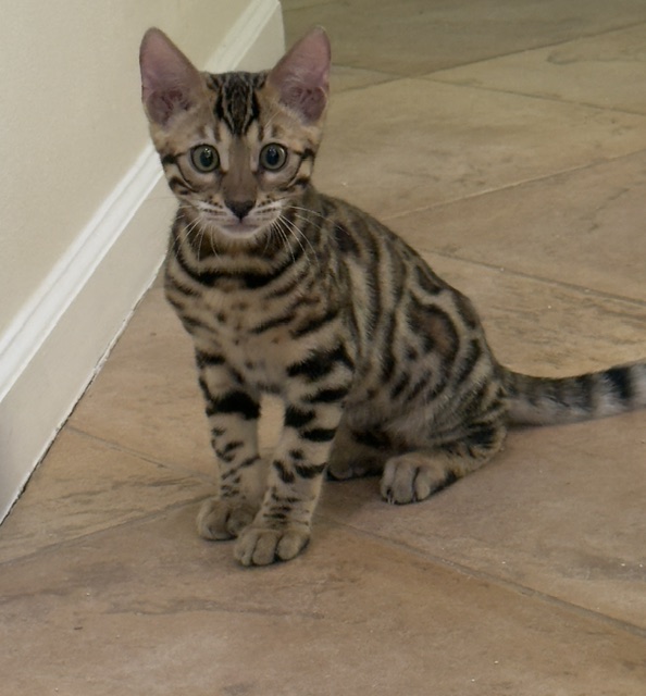 beautiful rosetted bengal kitten for sale in florida