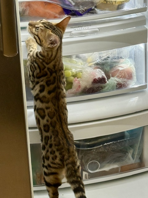 beautiful rosetted bengal kitten for sale in florida