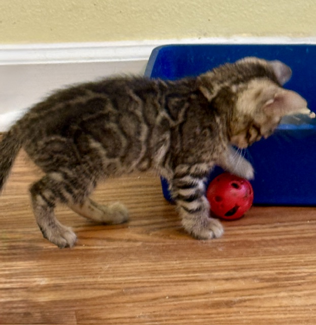 beautiful snow mink bengal kittens for sale in florida