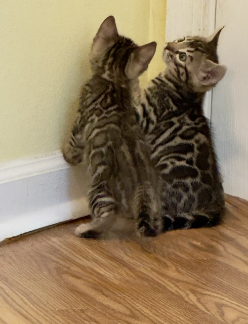 beautiful snow mink bengal kittens for sale in florida