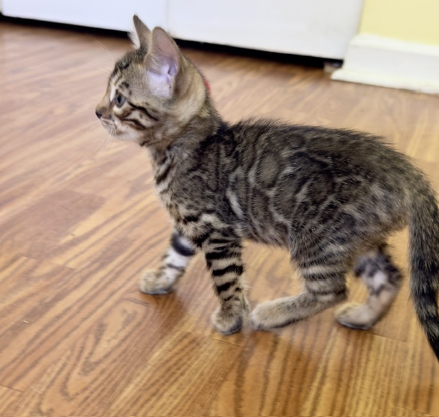 beautiful snow mink bengal kittens for sale in florida