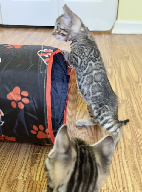 beautiful snow mink bengal kittens for sale in florida