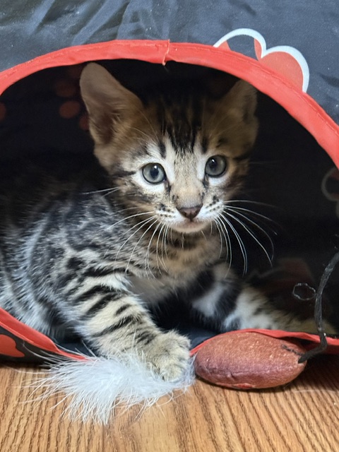 beautiful snow mink bengal kittens for sale in florida