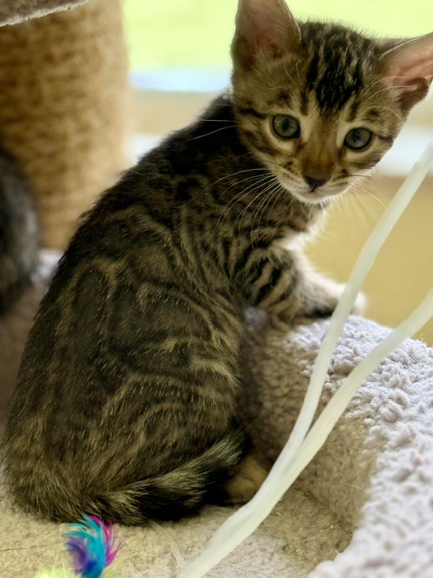beautiful snow mink bengal kittens for sale in florida