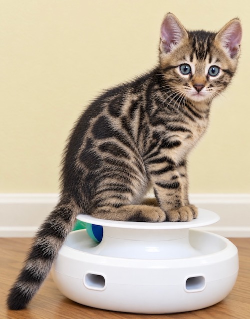 beautiful bengal kittens for sale in florida