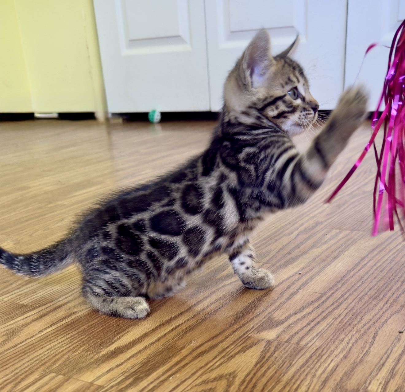 beautiful bengal kittens for sale in florida