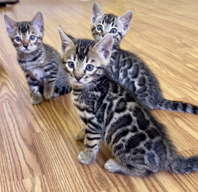 beautiful bengal kittens for sale in florida