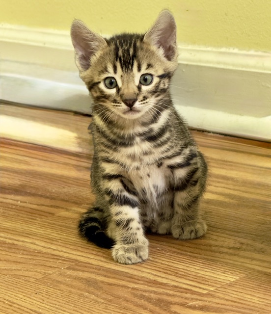 beautiful bengal kittens for sale in florida