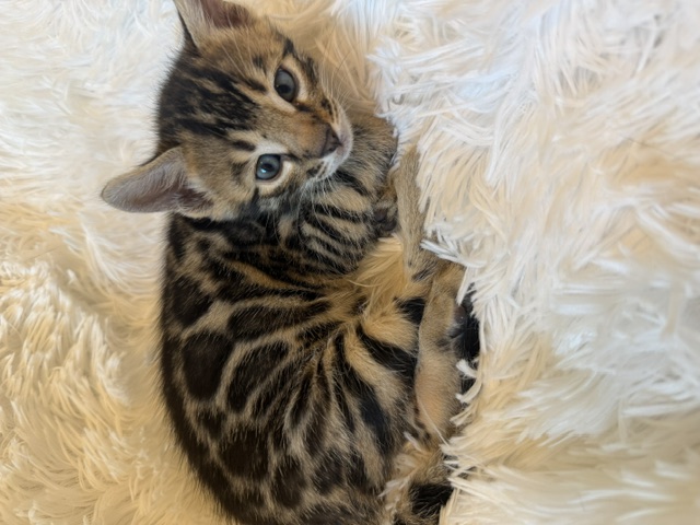 beautiful bengal kittens for sale in florida