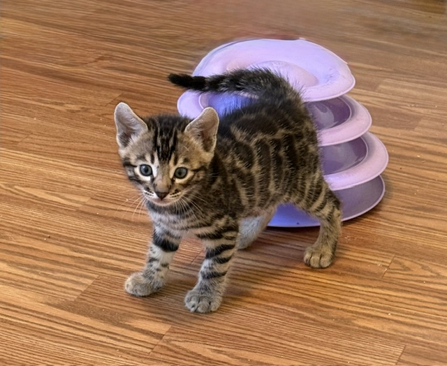 beautiful bengal kittens for sale in florida