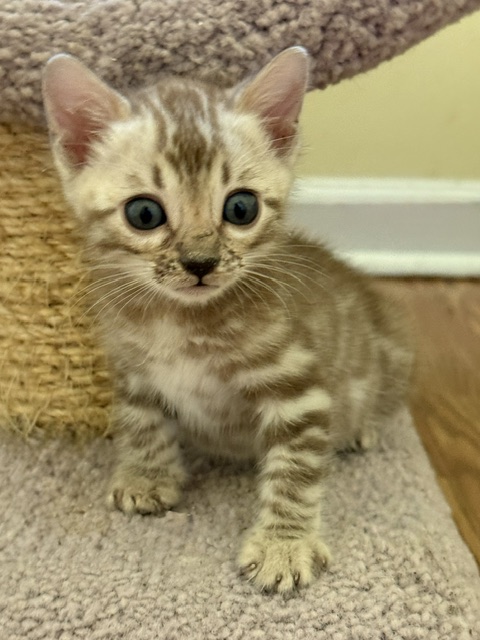beautiful snow mink bengal kittens for sale in florida