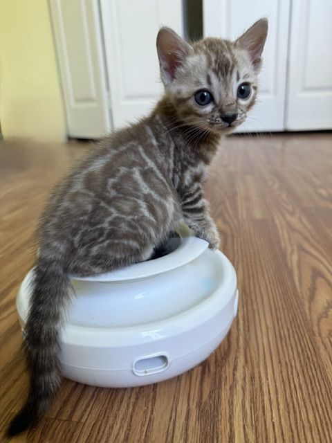beautiful snow mink bengal kittens for sale in florida