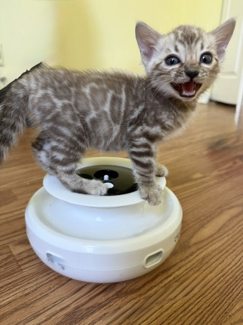 beautiful snow mink bengal kittens for sale in florida