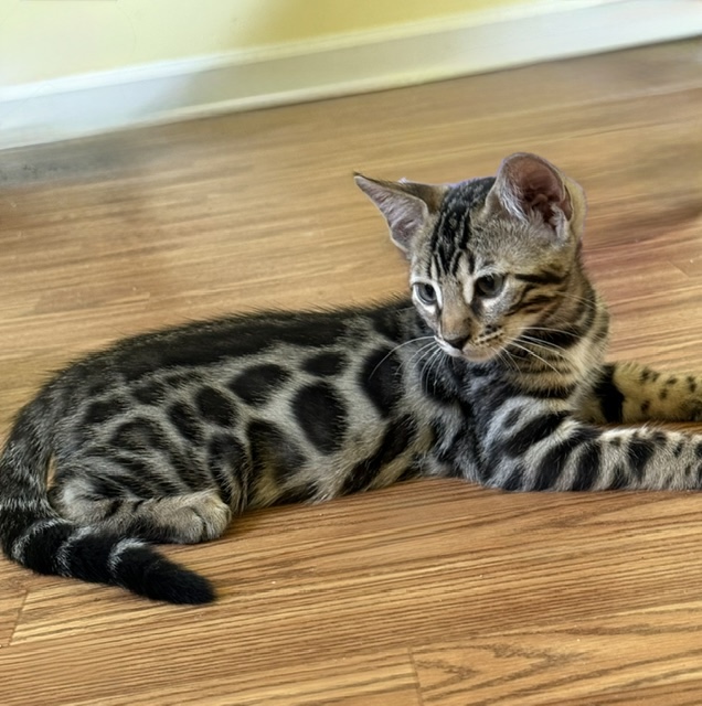 beautiful bengal kittens for sale in florida