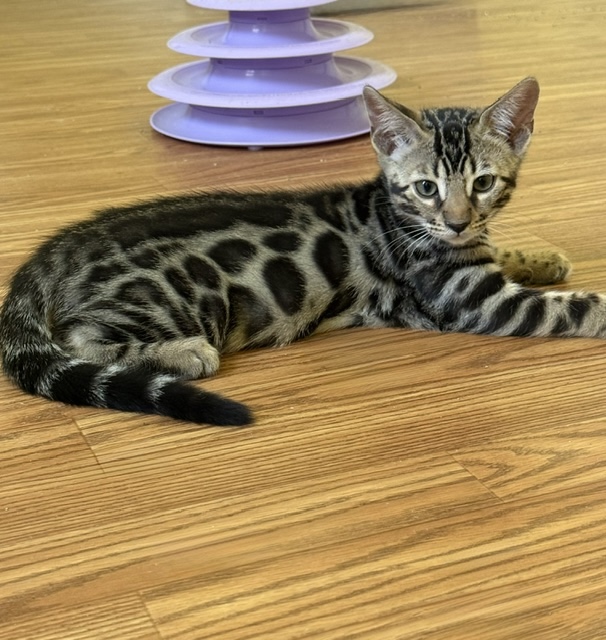 beautiful bengal kittens for sale in florida