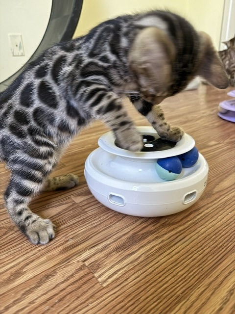 beautiful bengal kittens for sale in florida