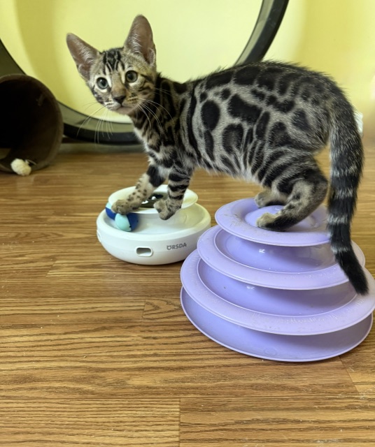 beautiful bengal kittens for sale in florida