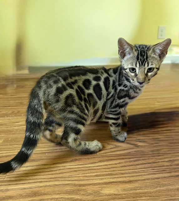 beautiful bengal kittens for sale in florida