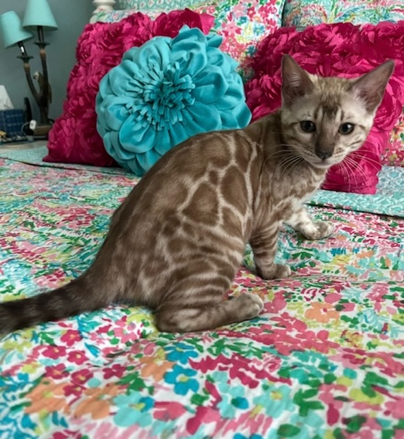 available bengal kittens for sale in Florida