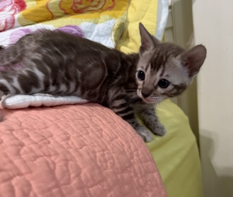 beautiful rosetted mink snow bengal kitten for sale in florida