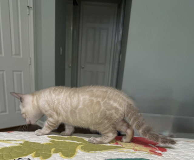 beautiful rosetted seal lynx point slp snow bengal kitten for sale in florida