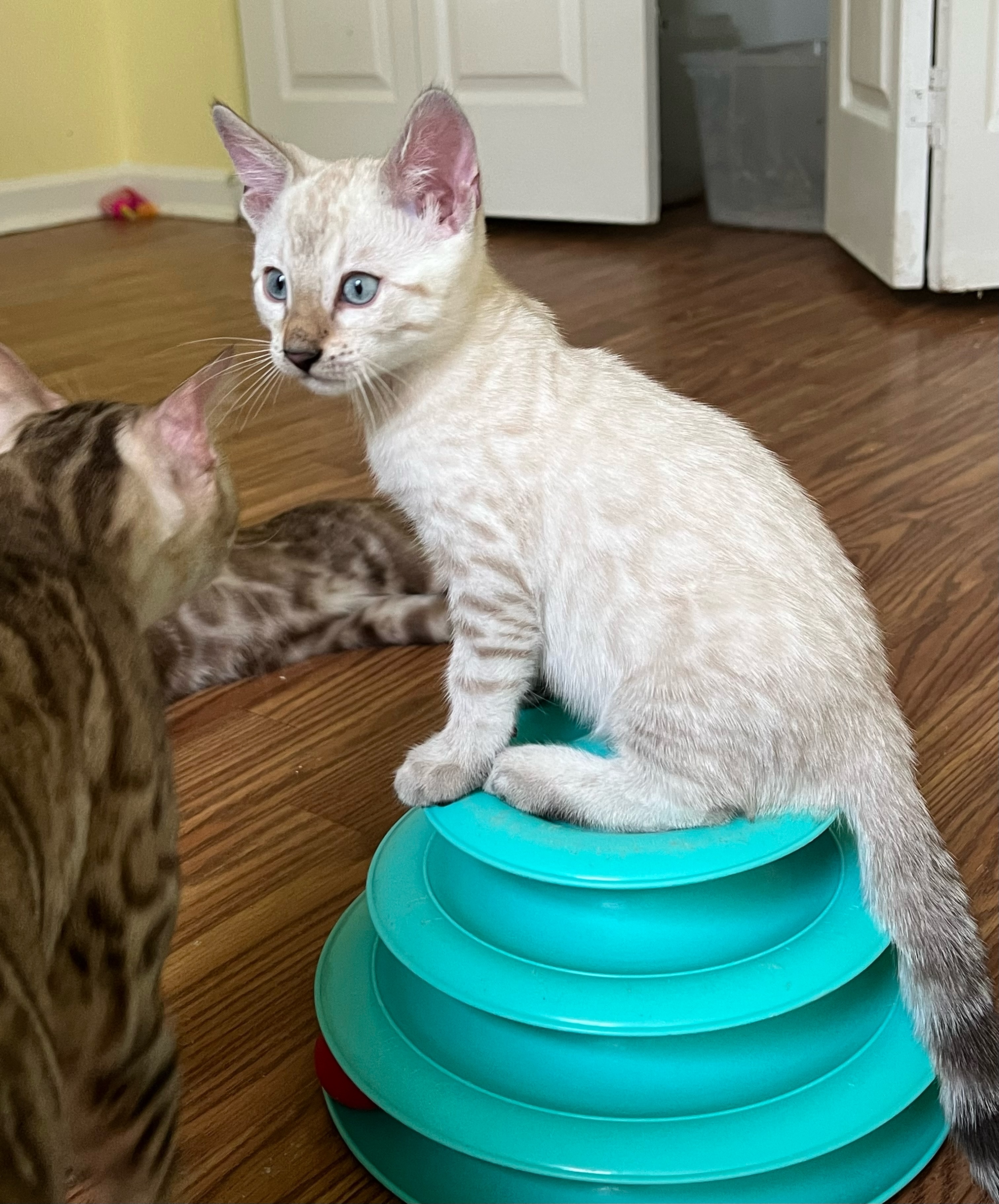 silver bengal kittens and snow bengal kitten