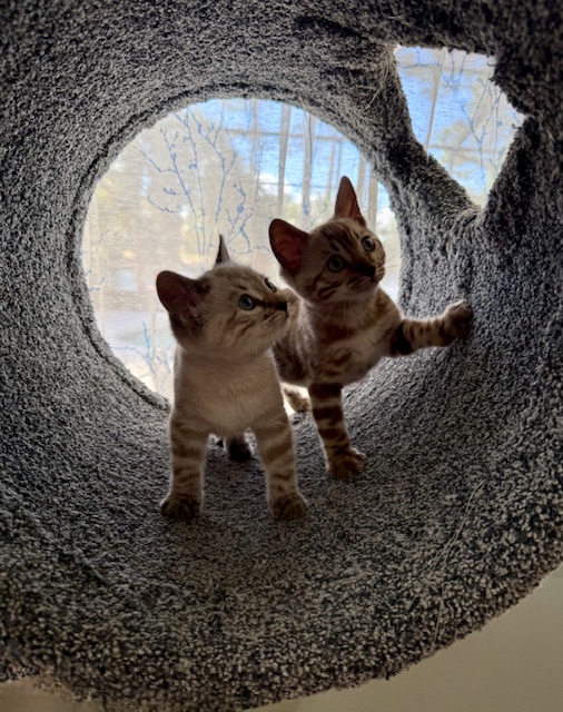 beautiful snow bengal kittens for sale in florida