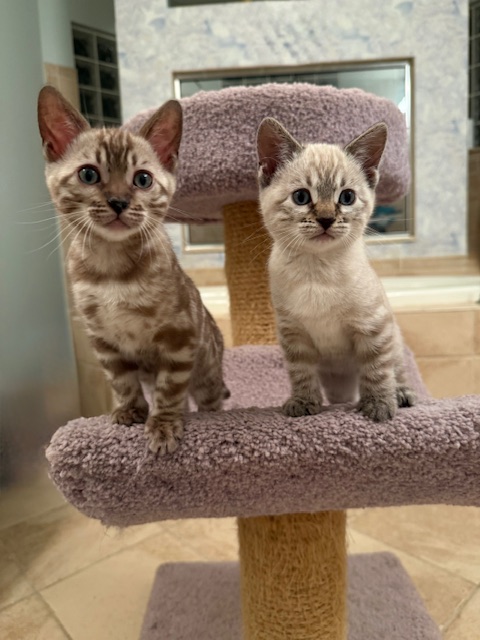 beautiful snow bengal kittens for sale in florida