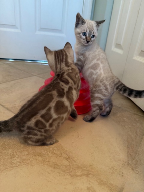 beautiful snow bengal kittens for sale in florida