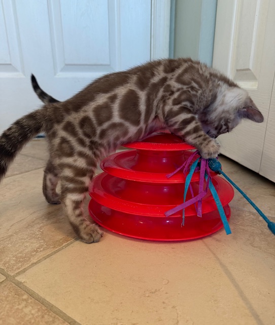 beautiful snow bengal kittens for sale in florida