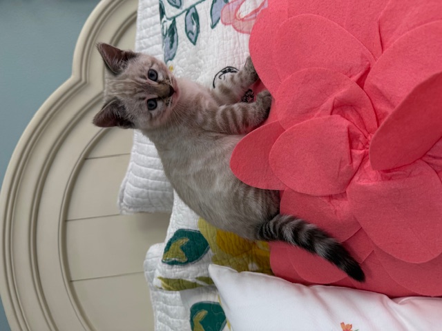 beautiful snow bengal kittens for sale in florida