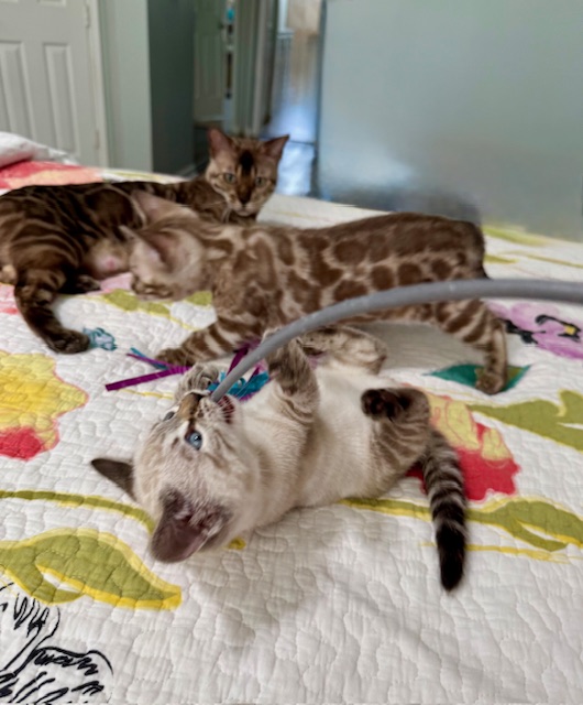 beautiful snow bengal kittens for sale in florida
